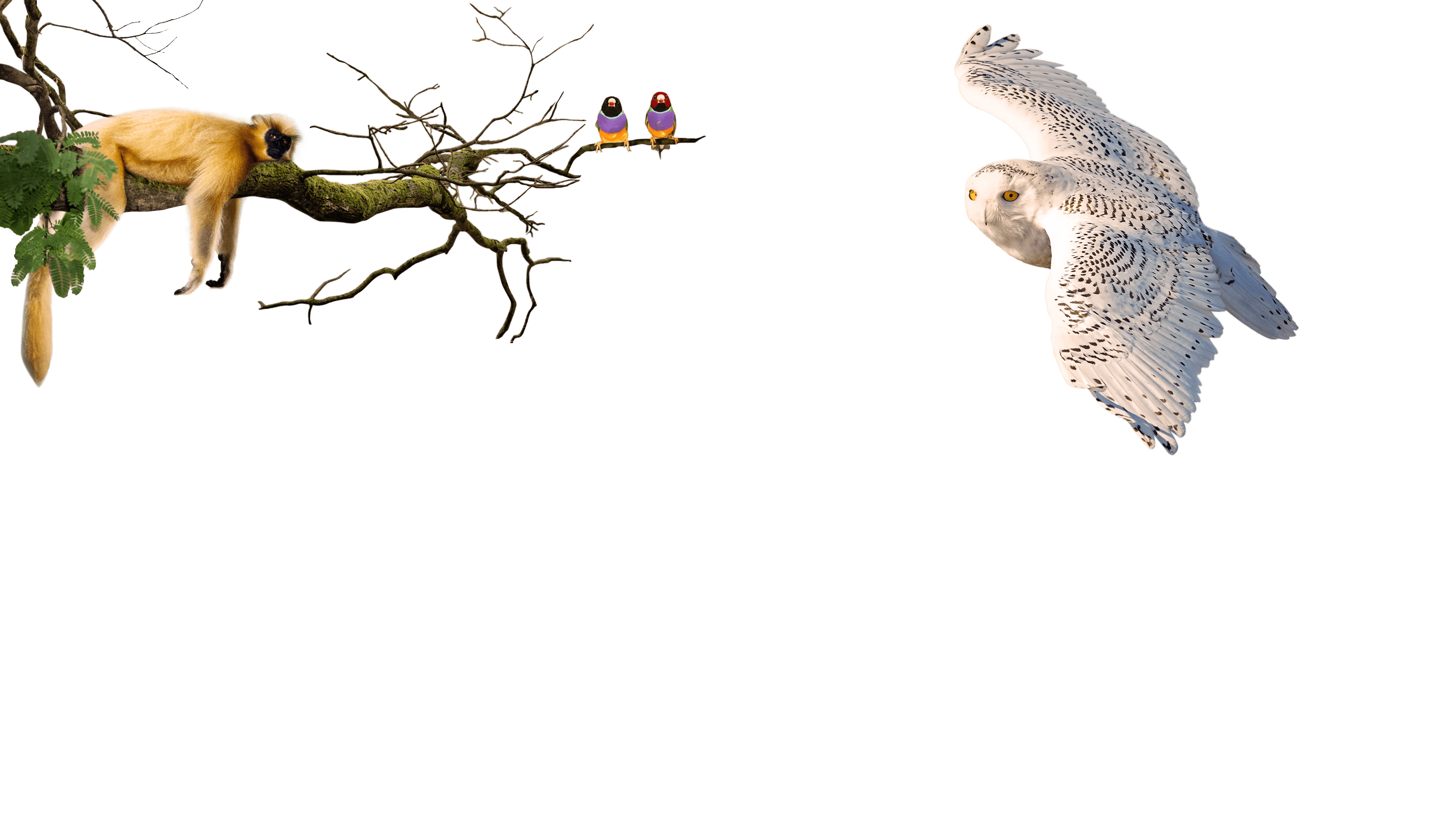 Parallax Layer